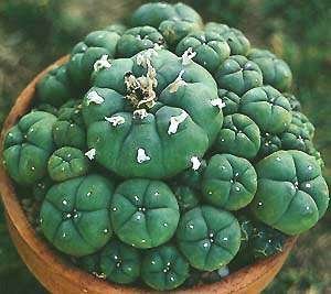 Lophophora_williamsii_2